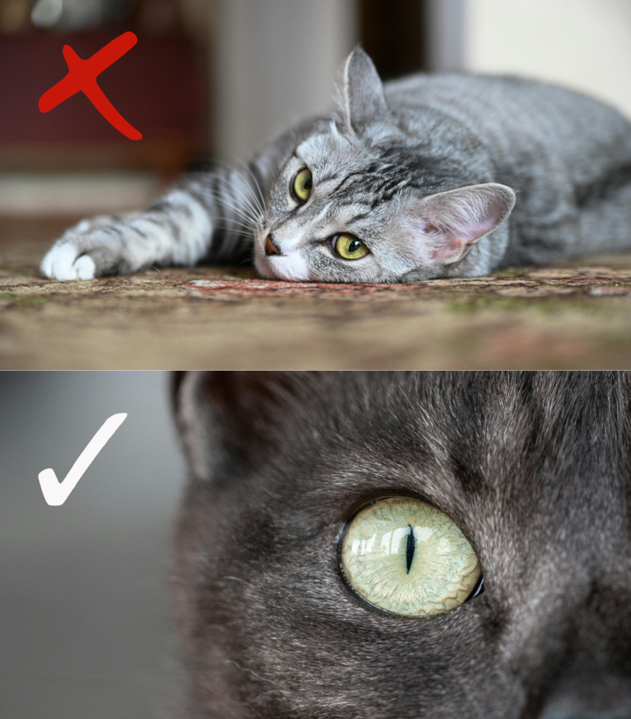 katės nuotrauka, gyvūnų akies nuotrauka